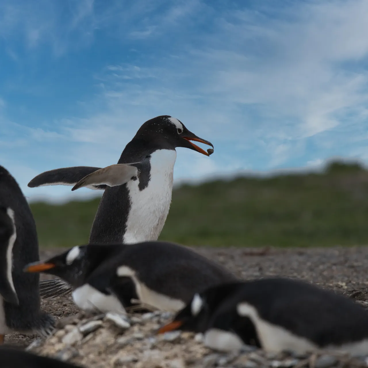 Responsible private travel experience in South American nature and wildlife