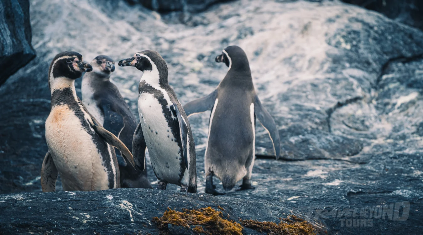 Expert-guided private Zapallar coastal tour with Pacific Ocean views, elegant seaside landscapes, green hills and boutique travel service in Chile