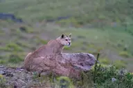 Puma Tracking Experience in Torres del Paine