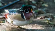 Tricao Park: South America’s Largest Aviary
