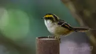 Tricao Park: South America’s Largest Aviary