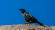 Tricao Park: South America’s Largest Aviary