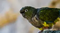 Tricao Park: South America’s Largest Aviary