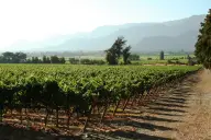 Alpaca Farm & Winery Experience