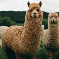 Alpaca Farm & Winery Experience