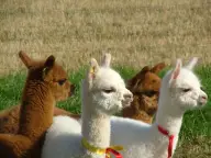 Alpaca Farm & Winery Experience