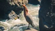 Zapallar & Cachagua Private Coastal Tour