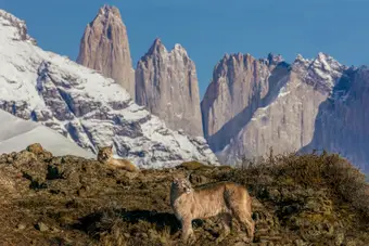 Puma Tracking Experience in Torres del Paine