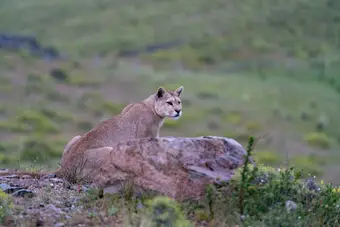 Puma Tracking Experience in Torres del Paine