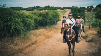 Colchagua Day Escape from Santiago - Private Tour 