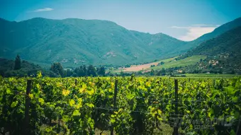 Colchagua Valley Wine & Horseback Experience
