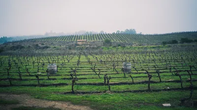 Chilean Wine Country Day Tour image 7