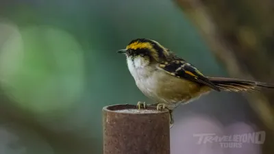 Tricao Park Day Tour image 2