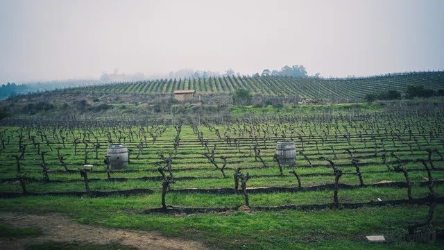 Chilean Wine Country Day Tour image 7