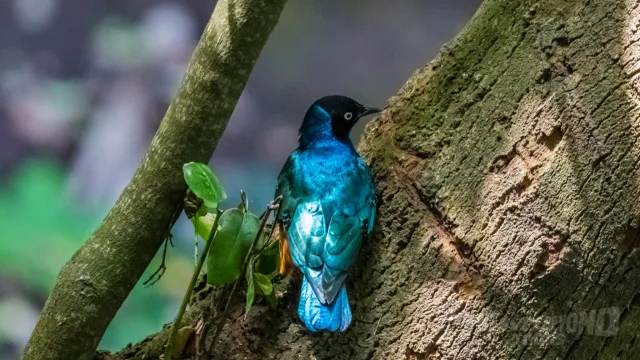 Tricao Park Day Tour image 8