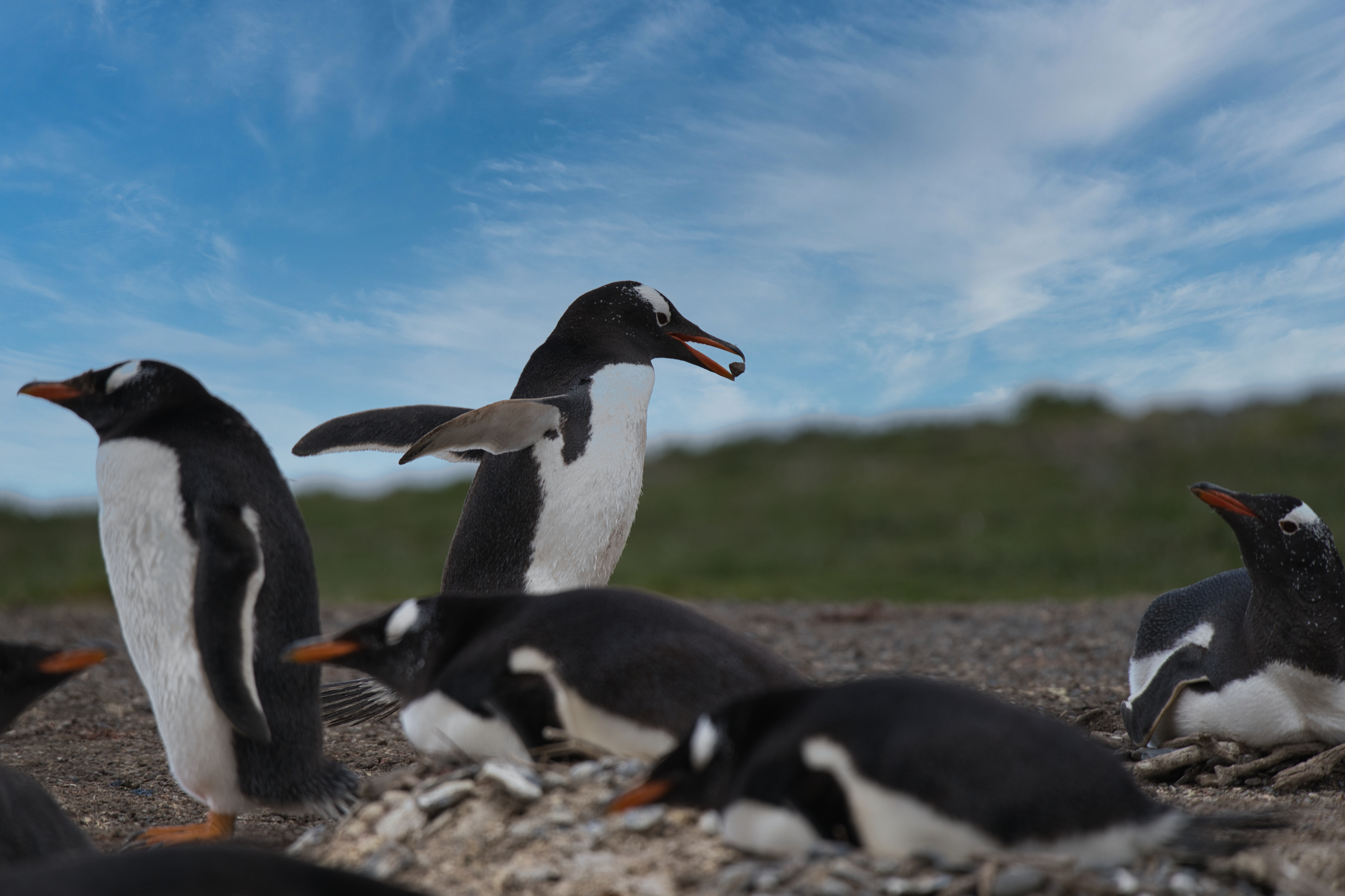 Penguins in Antarctica