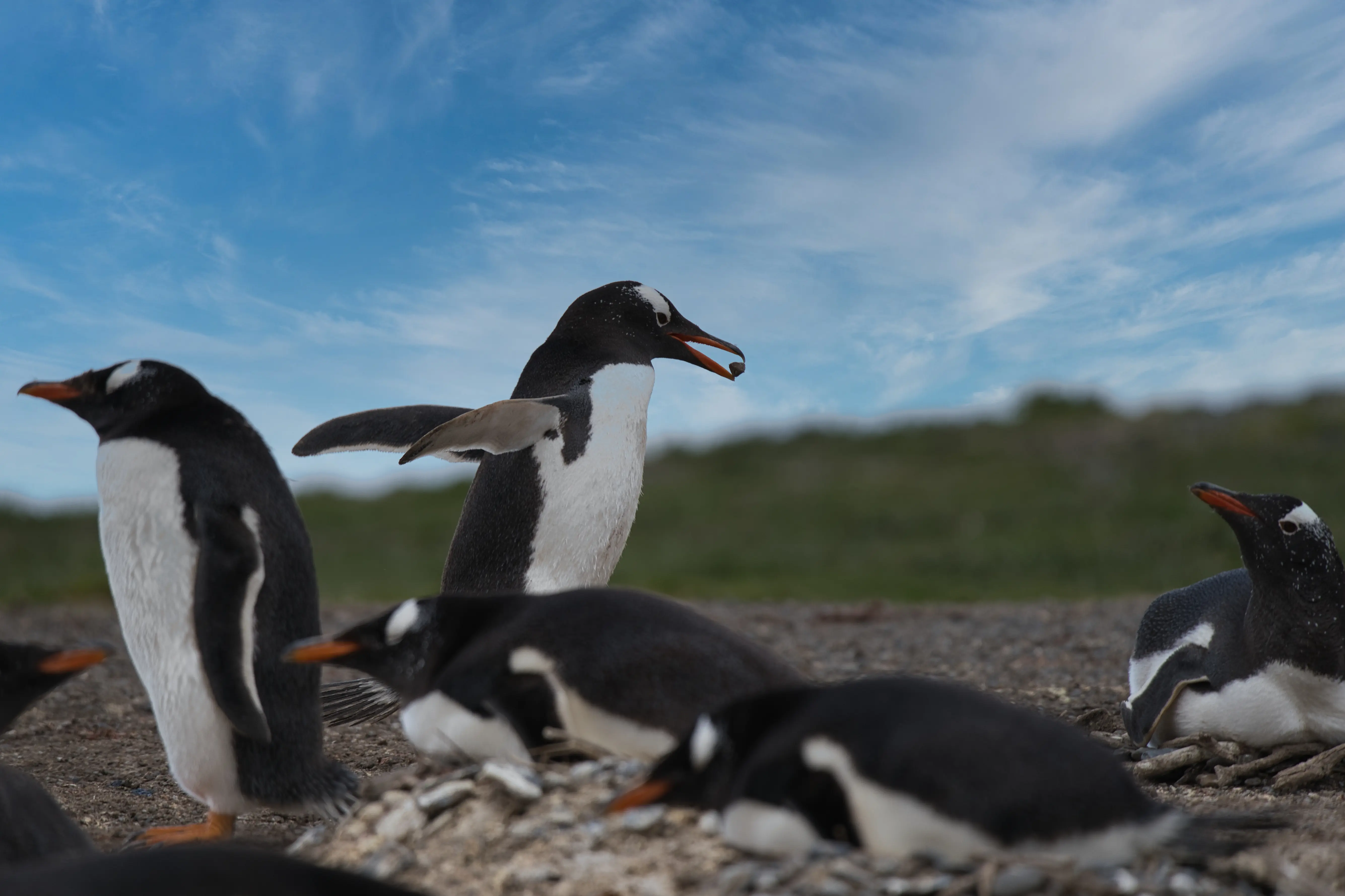 Penguins — Photography by Legovic